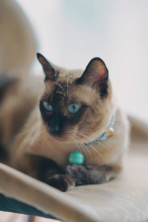 猫-萌宠-宠物-我的猫呀狗呀-生活 图片素材