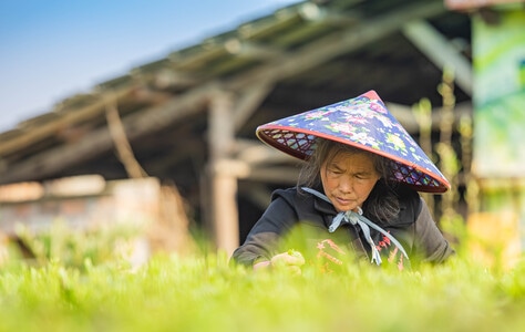 人像摄影-我的2020-田地-草地-女人 图片素材