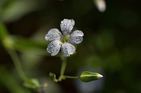 麦蓝菜-花卉-阳光-露珠-洁白 图片素材