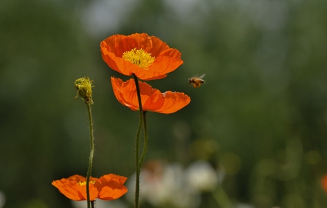 花卉-植物-大自然-夏季-色彩 图片素材