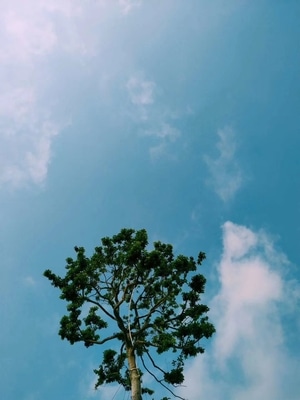 生活-静物-建筑物-自然-植物 图片素材