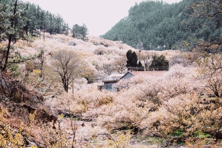 风景-青岛-旅行-摄影-花 图片素材