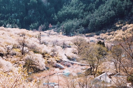 风景-青岛-旅行-摄影-花 图片素材
