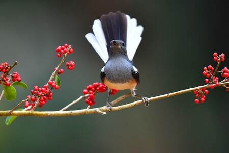鸟类-自然-野外-动物-野生 图片素材
