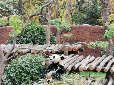 萌宠-动物-熊猫-熊猫-动物 图片素材