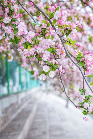 小清新-旅拍-植物-海棠花-花朵 图片素材