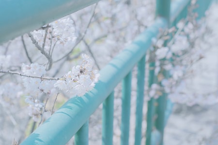 樱花-旅游-青岛-链状栅栏-尖桩篱栅 图片素材