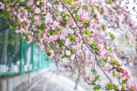 小清新-旅拍-植物-海棠花-花朵 图片素材