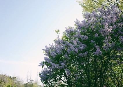 春-工作室-鲜花-青岛-鲜花 图片素材