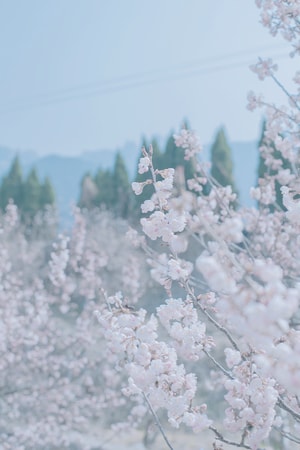 樱花-旅游-青岛-迷雾-樱花 图片素材