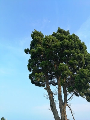 风光-毕业季-人像写真-植物-天空 图片素材