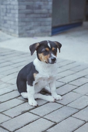 景德镇-旅行-手机随手拍-比格犬-玩具犬 图片素材