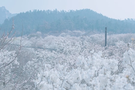 青岛-樱花-春风-手机随手拍-雪山 图片素材