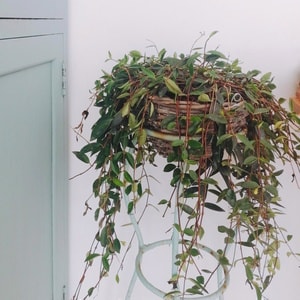 春天-植物-植物-花盆-柳叶吊兰 图片素材