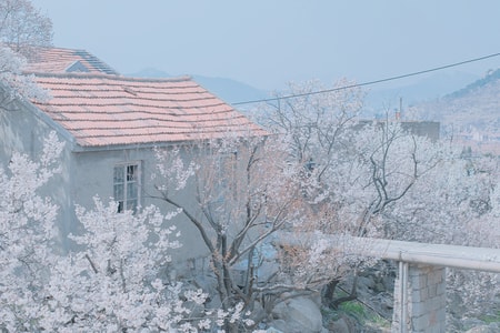 青岛-樱花-春风-手机随手拍-雪山 图片素材