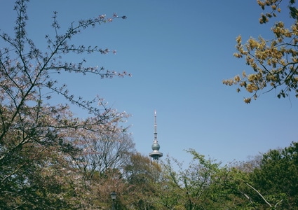 春-工作室-鲜花-青岛-树 图片素材