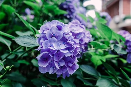 鲜花-小清新-青岛-植物-花 图片素材