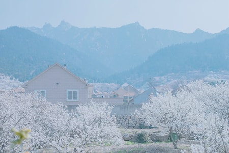 樱花-旅游-青岛-雪山-风景 图片素材