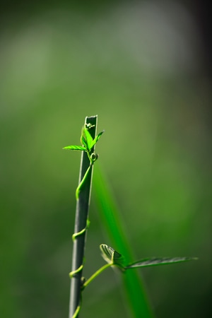 纪实-抓拍-植物-绿叶-叶子 图片素材