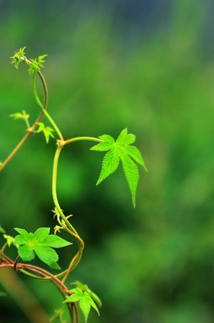 抓拍-生活-纪实-尼康-自然 图片素材