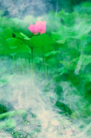 生活-夏花-色彩-纪实-荷花 图片素材