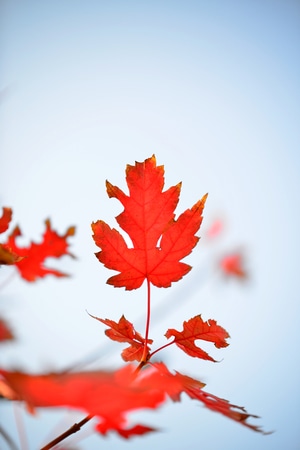 植物-色彩-红红火火-树叶-红叶 图片素材