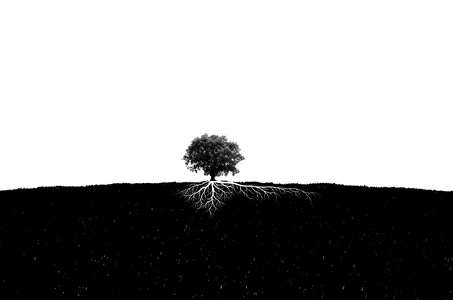 生命-力量-后期-植物-黑白 图片素材