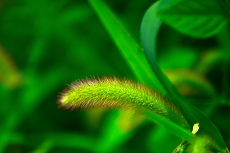 植物-抓拍-夏天-纪实-自然 图片素材