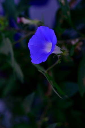 植物-抓拍-纪实-牵牛花-牵牛花 图片素材