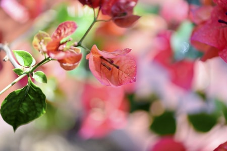 植物-静物-生活-色彩-春天 图片素材