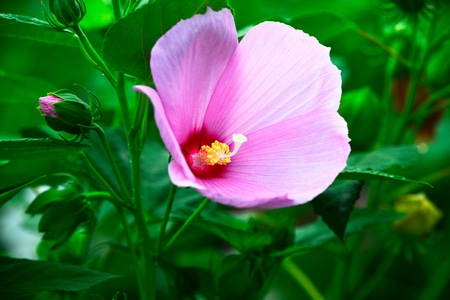 纪实-植物-夏花-花-花朵 图片素材
