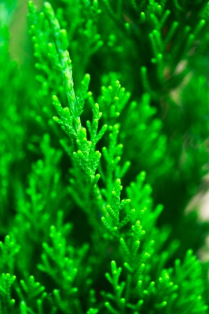 色彩-抓拍-植物-特写-绿色 图片素材