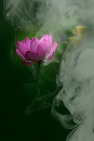 生活-夏花-色彩-纪实-荷花 图片素材