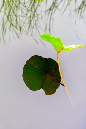 我要上封面-我的六月-荷影-抓拍-植物 图片素材