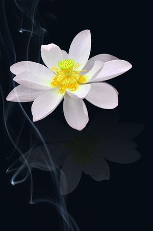 夏花-荷花-后期-创意-生活 图片素材