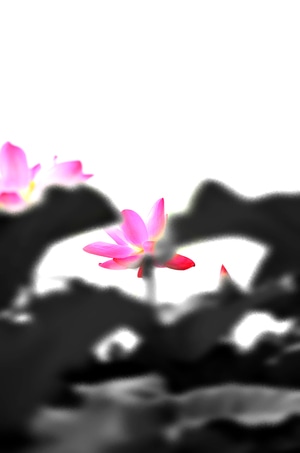 数字艺术大赛图像组-后期处理-国画-水墨-荷花 图片素材
