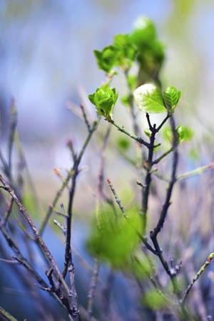 植物-静物-色彩-春天-生活 图片素材