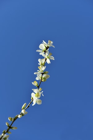 静物-花朵-春天-盛开-唯美 图片素材