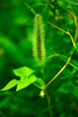 抓拍-纪实-植物-自然-色彩 图片素材