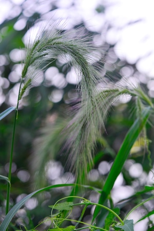 抓拍-植物-植物-麦穗-小麦 图片素材