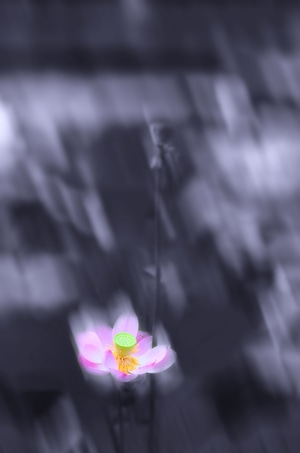夏天-自然-纪实-生活-静物 图片素材