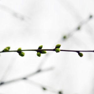 微距-静物-生活-芽儿-芽儿 图片素材