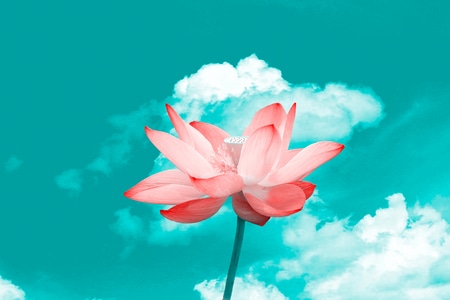 抓拍-荷花-后期-创作-植物 图片素材
