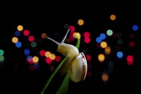 生活-色彩-微距-蜗牛-霓虹 图片素材