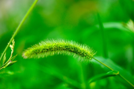 植物-抓拍-夏天-纪实-自然 图片素材