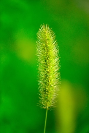 植物-抓拍-夏天-纪实-自然 图片素材