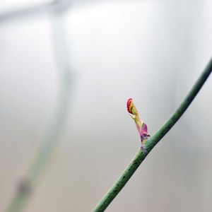 微距-静物-生活-芽儿-芽儿 图片素材