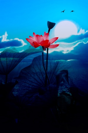 后期-创意-生活-静物-荷花 图片素材