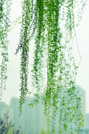 静物-春日影像-春天-生活-植物 图片素材