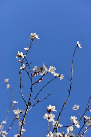 静物-花朵-春天-盛开-唯美 图片素材
